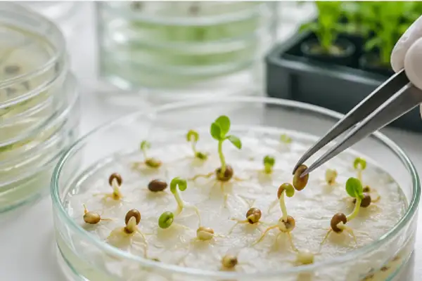 Seed Germination Testing